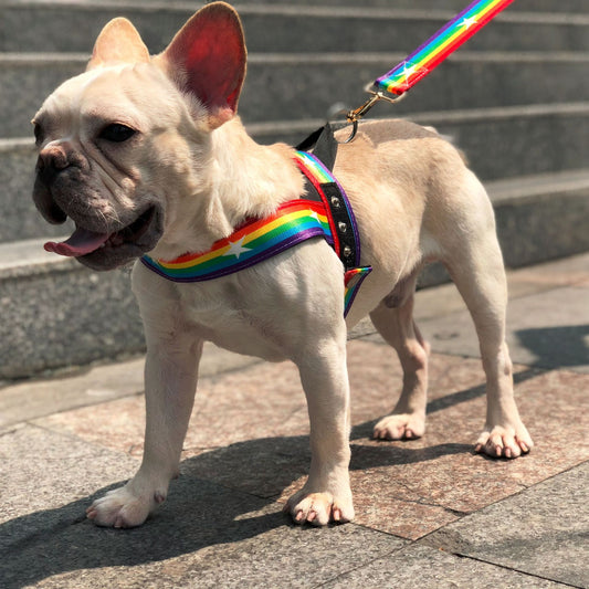 Rainbow cool dog chain dog leash